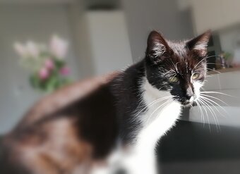 Mačička Tuxedo - 6