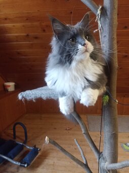 Main coon - 6