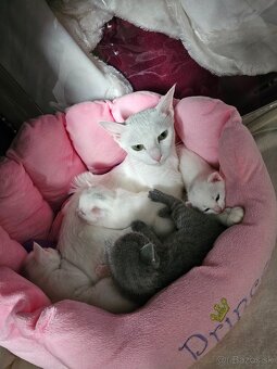 Ruská modrá a biela mačka-  prijímame  rezervácie - 6