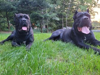 Cane corso - 6