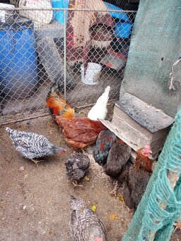 VLAŠKA JARABIČIA - 6