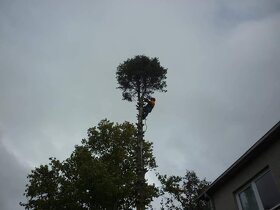 Arboristicke a pilčicke práce rizikový výrub stromov - 6