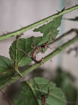 Strašilka australská (Extatosoma tiaratum) - 6