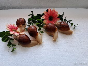 Africký slimák Lissachatina Fulica albinobody - 6