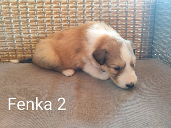 KÓLIA DLHOSRSTÁ,  ŠTENIATKA - 6