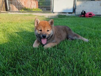 Shiba inu psýky s PP - 6
