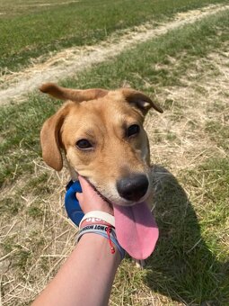 Darujem psíka do dobrých rúk - 6