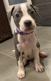 Americky Staford - 6