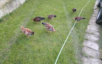 Predám vlaška porcelanova - 6