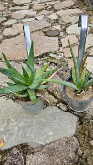predám rastliny aloe vera - 6