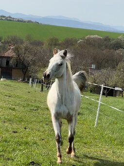 Kobylka Appaloosa - 6