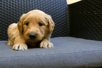 Goldendoodle - 6