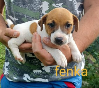 Jack russel terier šteniatka - 6