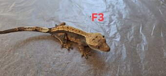 Pagekon riasnaty - 6