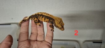 Pagekon riasnaty - 6