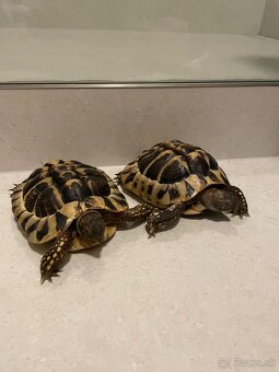 Korytnačky suchozemnské - 6