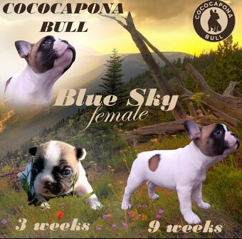 Francúzsky buldoček s PP (FCI) - 6