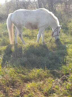 Predam jazdecku welsh pony kobylu - 6