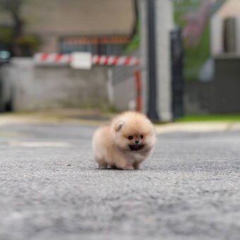 Pomeranian mini - 6