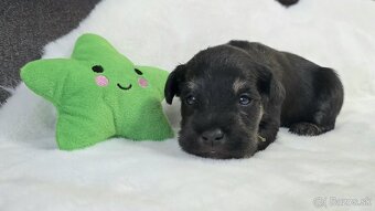 Bradáč malý čiernostrieborný s PP - 6