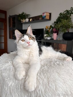 Mainská mývalia s PP _ Maine Coon - 6