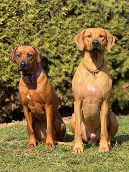 Přijímáme rezervace na štěňátka Rhodéský ridgeback s PP - 6