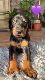 Šteniatka DOBERMAN - 6