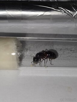 Mravce Camponotus Ligniperda - 6