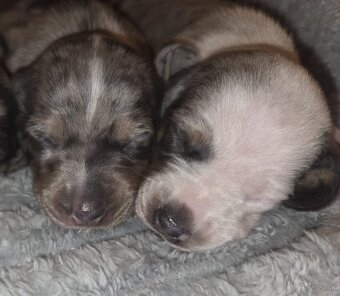 Šteniatka jazvečíka trpasličieho - 6