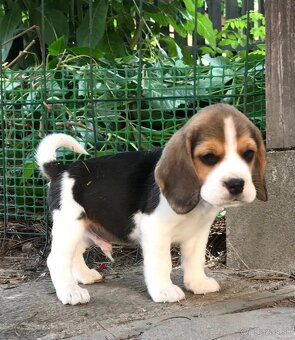 Beagle Bigel Bigl s PP FCI - 6