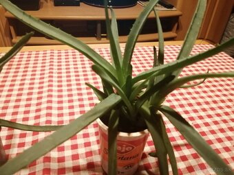 Aloe vera - 6