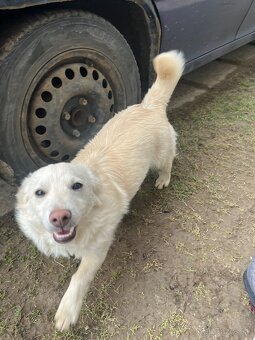 Darujem šteniatko. - 6