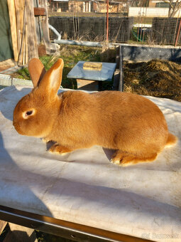 Predám králiky - 6