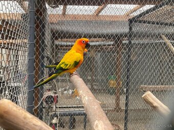 Arartinga slnečná- predaj  - 6