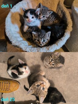 HĽADÁME TVOJE LÁSKAVÉ RUKY - 6