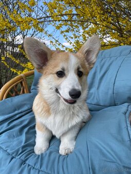 Corgi - 6