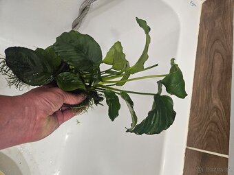 Anubias - 6