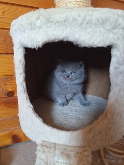 Britské modré mačiatka s PP - 6