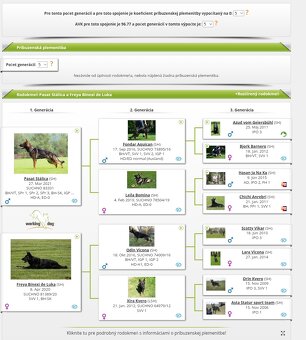 Nemecký ovčiak s PP - 6