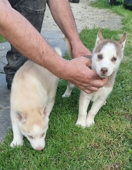 Sibirsky Husky - 6
