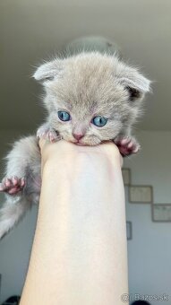 Škótske Klapouché/Rovnouché Mačiatká (Scottish Fold/Straight - 6