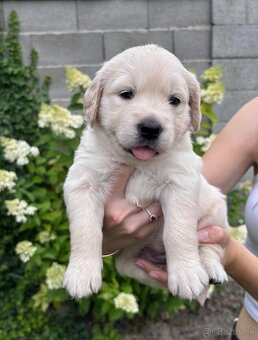 Zlatý retriever šteniatka narodené 16.6.2025 - 6