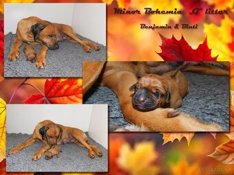 Rhodesian ridgeback- fenka s PP - 6