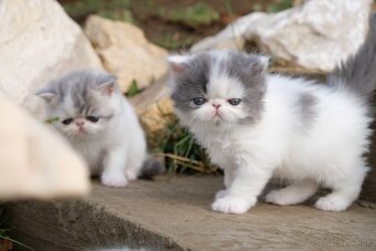 Exotické / perzské mačiatka s PP - 6