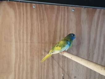 Neofema modrohlava - 6