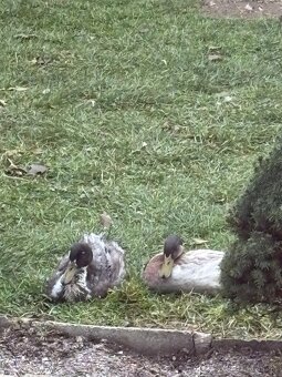 Indické bežce - káčery - 6