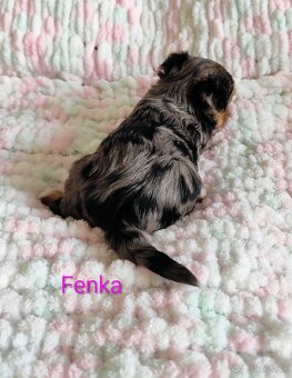 Yorkshire terrier - 6