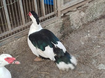 Pižmový káčer - 6