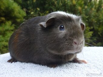 Morčiatka s rodokmeňom - 6