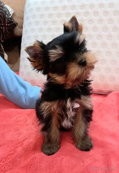YORKSHIRE TERRIER - psík s PP - 6